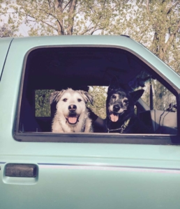 Dogs in truck for PunkDoodlz Free Delivery for Pet Supplies and Pet Food