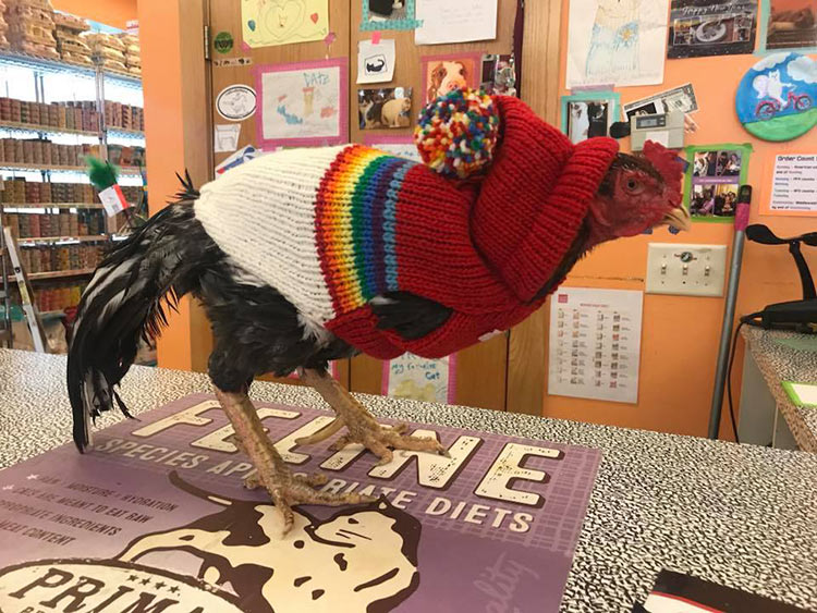 Chicken in a sweater at Nutzy Mutz & Crazy Catz | Pet Supply Store in Madison, WI | Lakeside Location