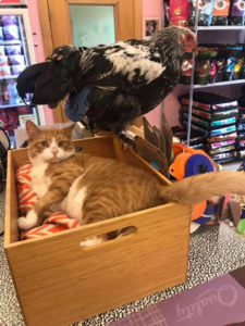 Chicken and cat at Nutzy Mutz & Crazy Catz | Pet Supply Store in Madison, WI | Lakeside Location