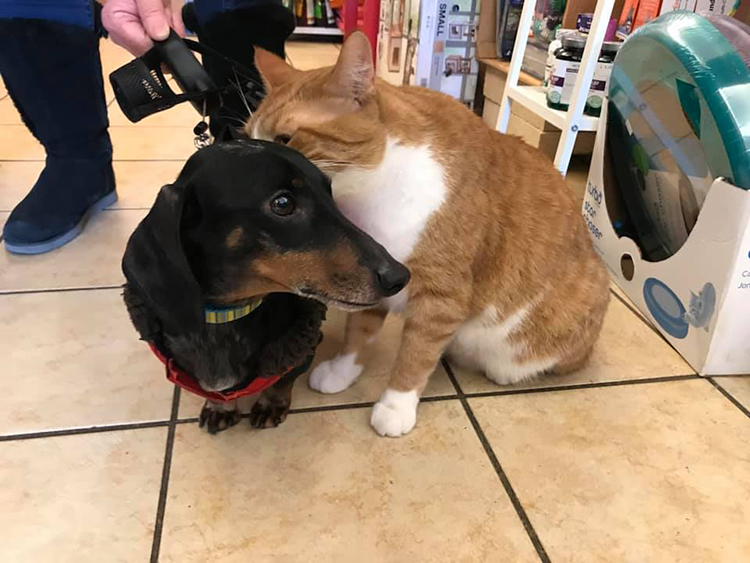 Dog and cat at Nutzy Mutz & Crazy Catz | Pet Supply Store in Madison, WI | Midvale Location