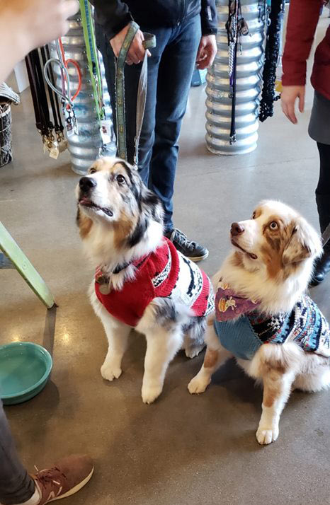 Cute dogs at Nutzy Mutz & Crazy Catz | Pet Supply Store in Madison, WI | Midvale Location
