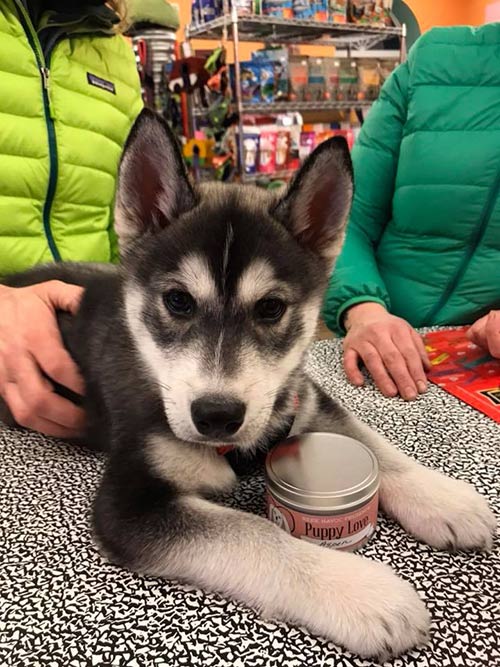 Cute puppy at Nutzy Mutz & Crazy Catz | Pet Supply Store in Madison, WI | Midvale Location